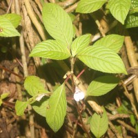 Impatiens truncata Thwaites