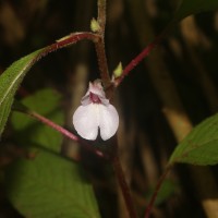 Impatiens truncata Thwaites