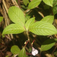 Impatiens truncata Thwaites
