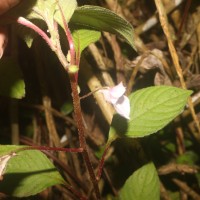 Impatiens truncata Thwaites