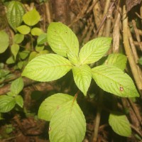 Impatiens truncata Thwaites