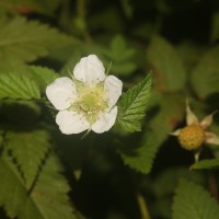 Rubus rosifolius Sm.