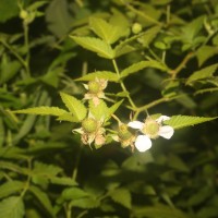 Rubus rosifolius Sm.