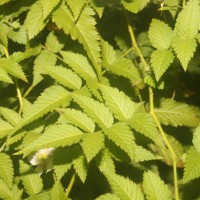 Rubus rosifolius Sm.