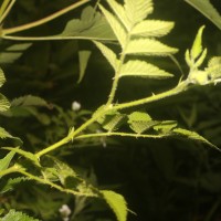 Rubus rosifolius Sm.