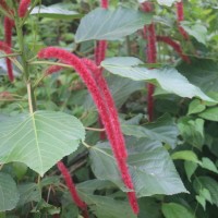 Acalypha hispida Burm.f.