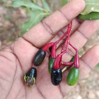 Alseodaphne semecarpifolia Nees