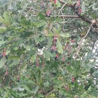 Alseodaphne semecarpifolia Nees