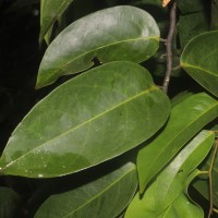 Xanthophyllum zeylanicum Meijden