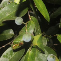 Xanthophyllum zeylanicum Meijden