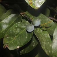 Xanthophyllum zeylanicum Meijden