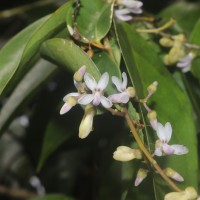 Xanthophyllum zeylanicum Meijden