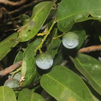 Xanthophyllum zeylanicum Meijden