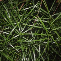 Asparagus falcatus L.