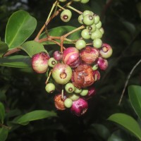 Syzygium caryophyllatum (L.) Alston