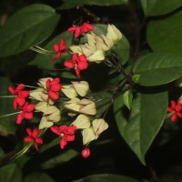 Clerodendrum × speciosum W.Bull