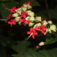 Clerodendrum × speciosum W.Bull