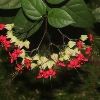 Clerodendrum × speciosum W.Bull