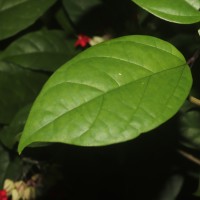 Clerodendrum × speciosum W.Bull