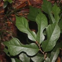 Pterospermum suberifolium (L.) Raeusch.