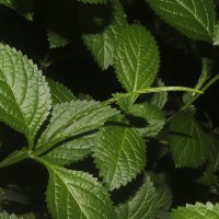 Stachytarpheta urticifolia Sims
