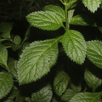 Stachytarpheta urticifolia Sims