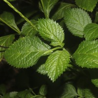Stachytarpheta urticifolia Sims