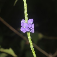 Stachytarpheta urticifolia Sims