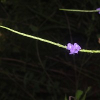 Stachytarpheta urticifolia Sims