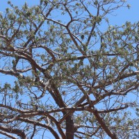 Lannea coromandelica (Houtt.) Merr
