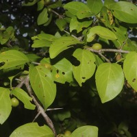 Canthium coromandelicum (Burm.f.) Alston