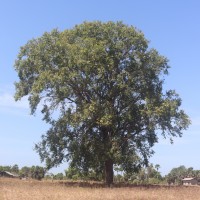 Syzygium cumini (L.) Skeels