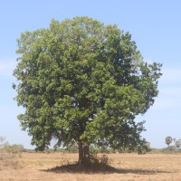 Schleichera oleosa (Lour.) Oken