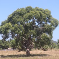 Syzygium cumini (L.) Skeels