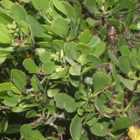 Lumnitzera racemosa Willd.