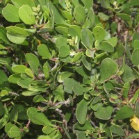 Lumnitzera racemosa Willd.