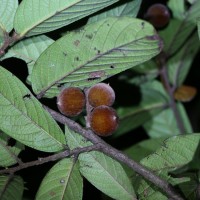 Diospyros srilankana I.M.Turner