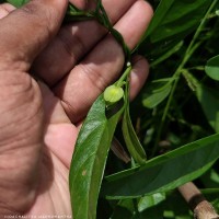 Aniseia martinicensis (Jacq.) Choisy