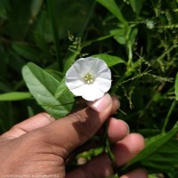 Aniseia martinicensis (Jacq.) Choisy
