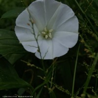 Aniseia martinicensis (Jacq.) Choisy