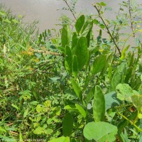 Aniseia martinicensis (Jacq.) Choisy