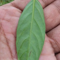 Aniseia martinicensis (Jacq.) Choisy