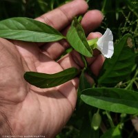 Aniseia martinicensis (Jacq.) Choisy