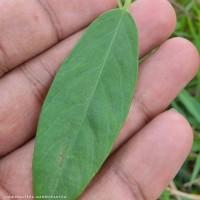 Aniseia martinicensis (Jacq.) Choisy