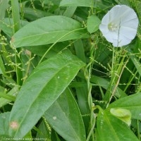 Aniseia martinicensis (Jacq.) Choisy