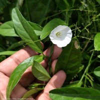 Aniseia martinicensis (Jacq.) Choisy