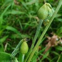 Coix lacryma-jobi L.