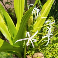 Crinum asiaticum L.