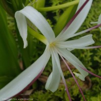 Crinum asiaticum L.