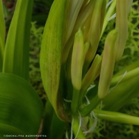 Crinum asiaticum L.